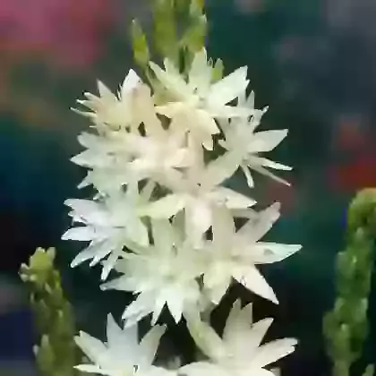 Leichtlinii Semiplena
